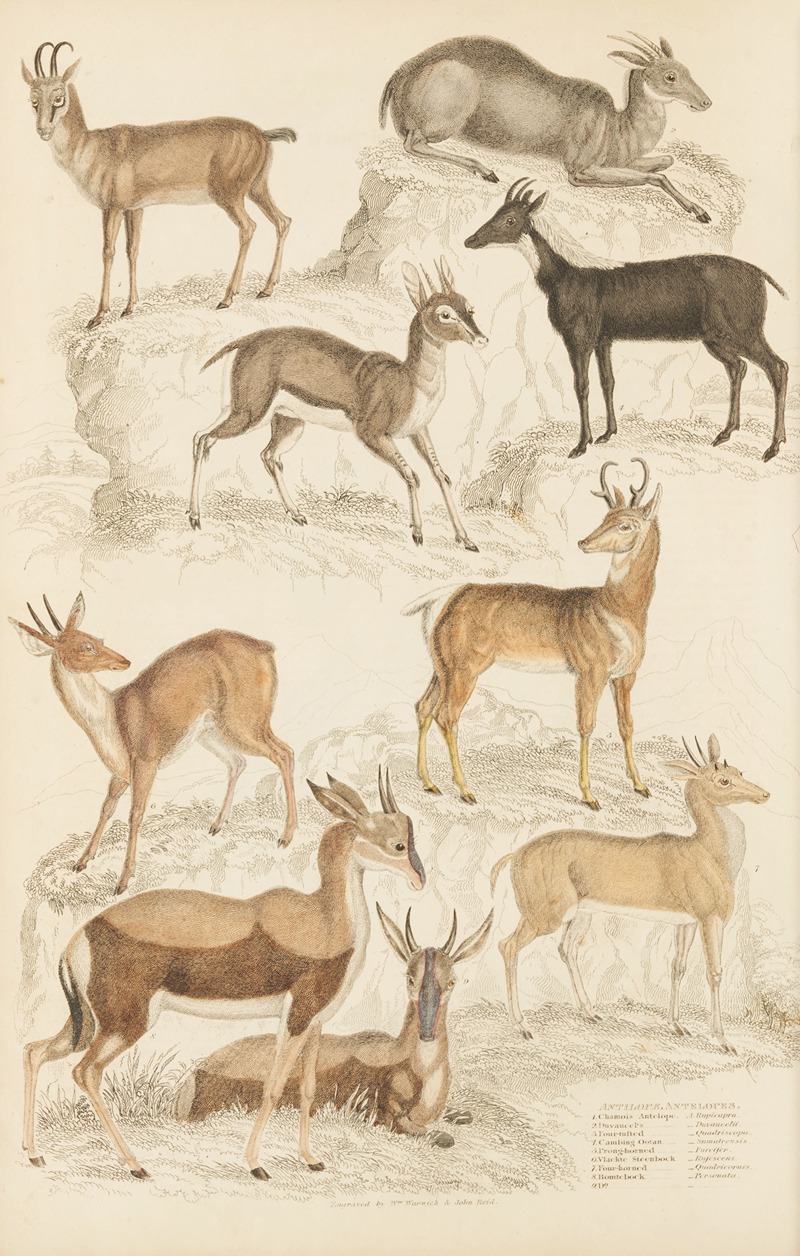 William MacGillivray - Antelopes
