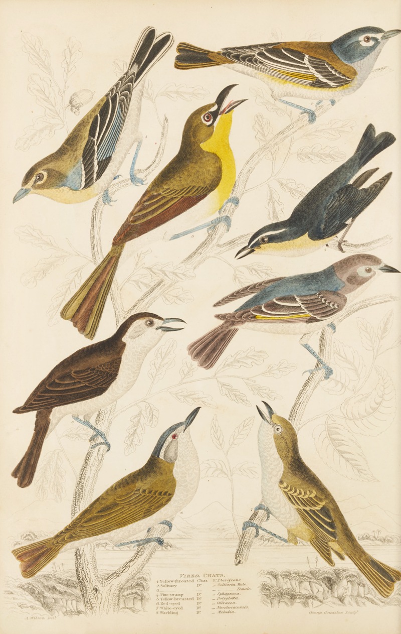 William MacGillivray - Chats
