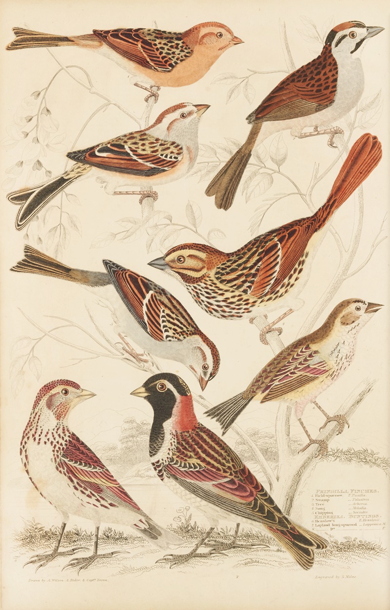 William MacGillivray - Finches