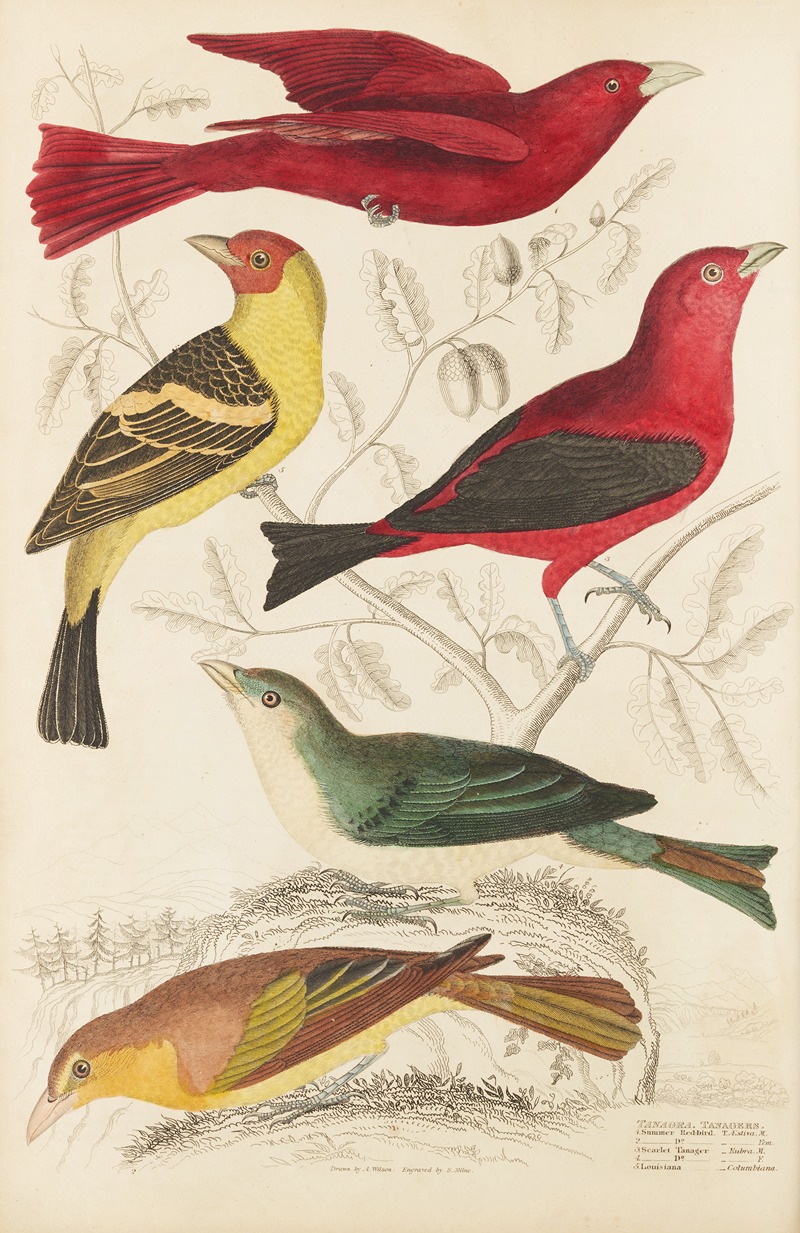 William MacGillivray - Tanagers