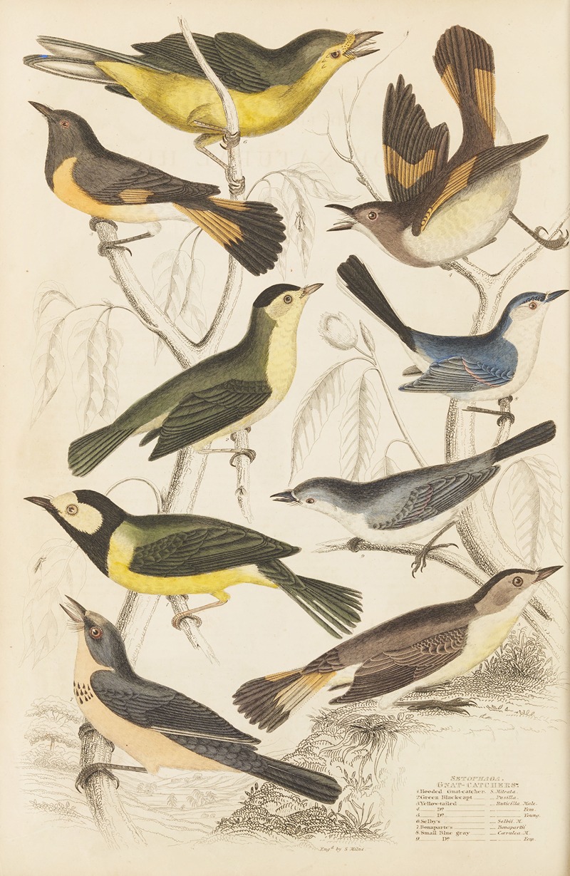 William MacGillivray - Gnat-catchers
