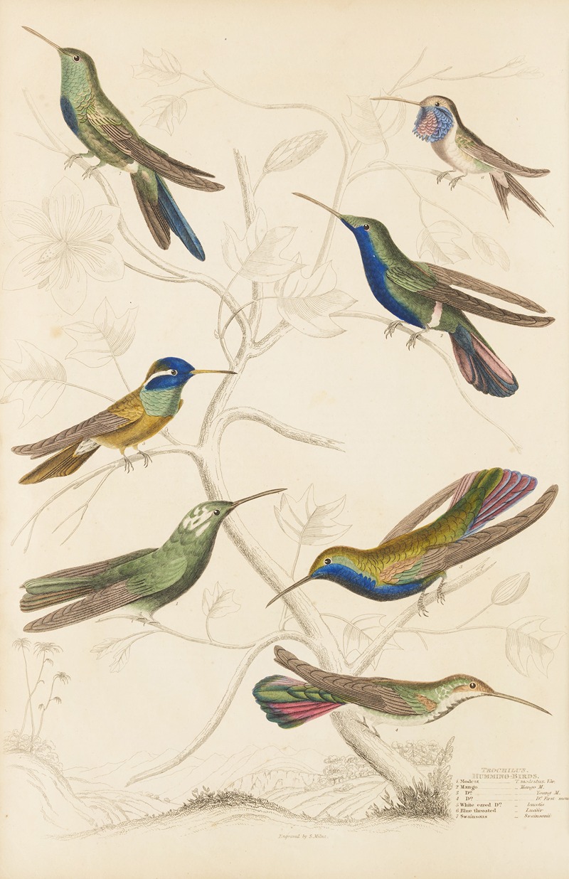 William MacGillivray - Humming birds