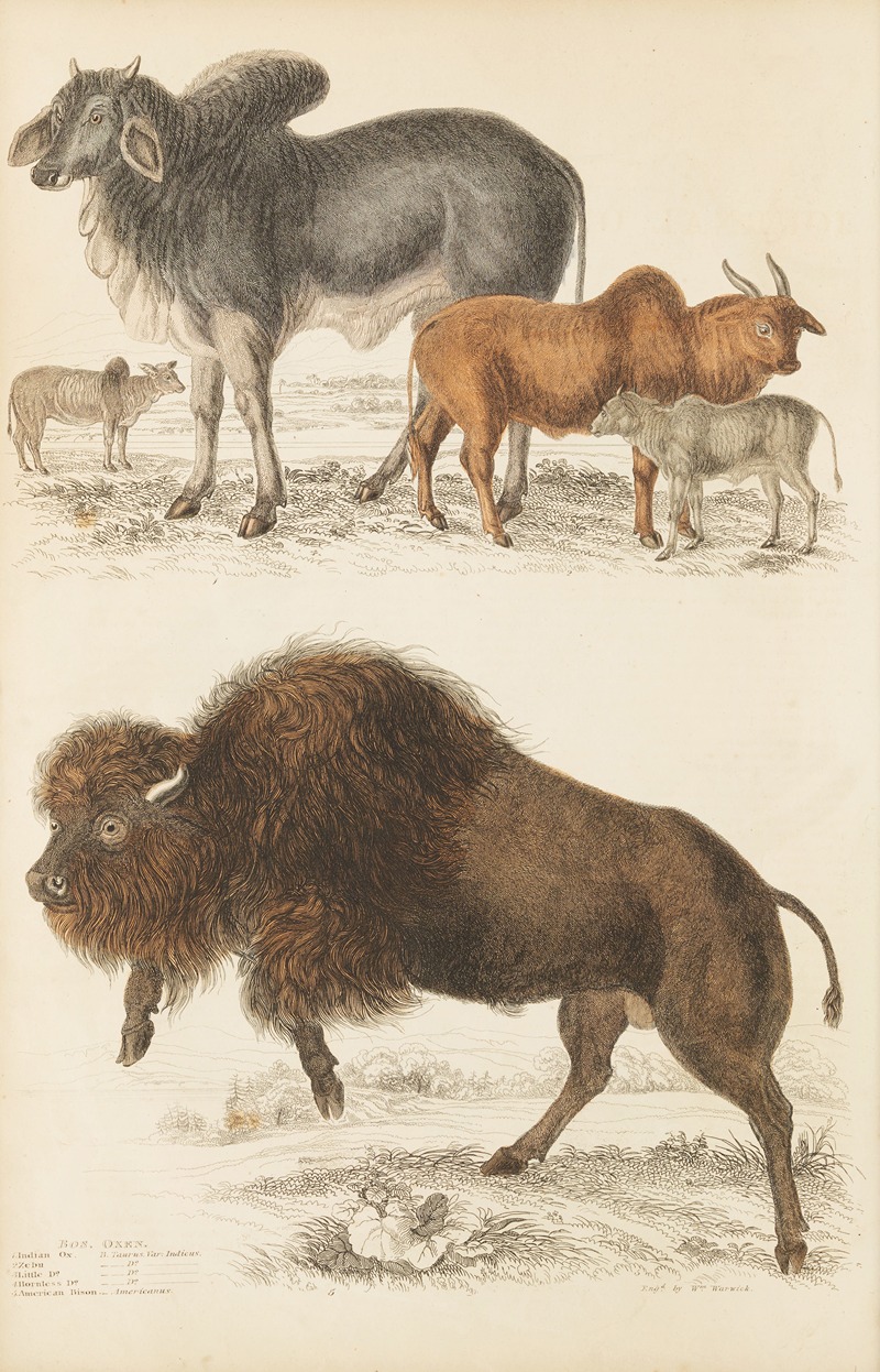 William MacGillivray - Oxen