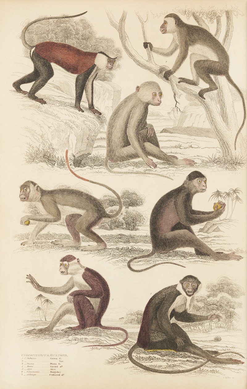 William MacGillivray - Guenons