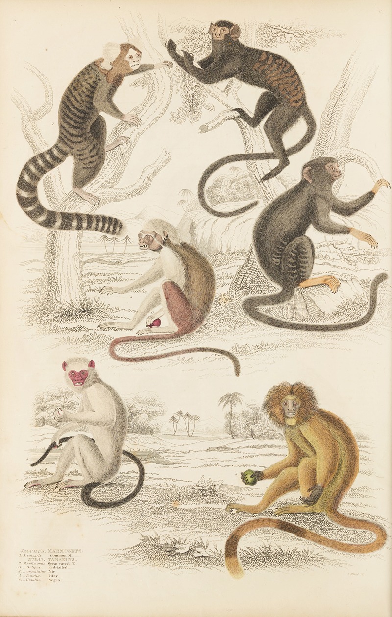 William MacGillivray - Marmosets