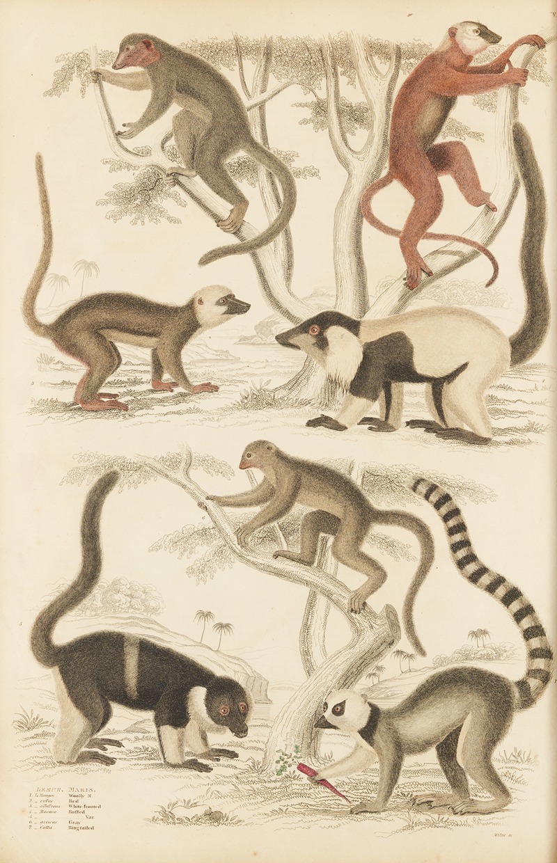 William MacGillivray - Lemur