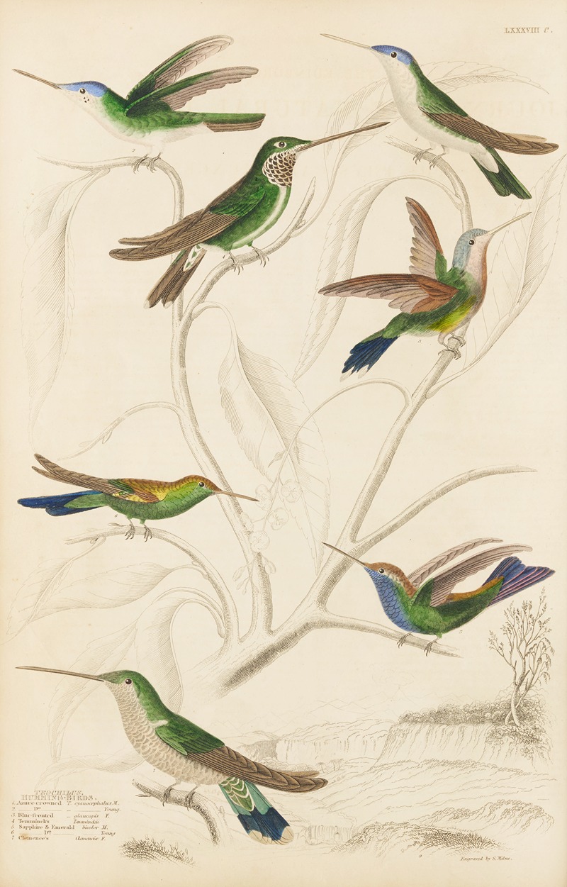 William MacGillivray - Humming birds