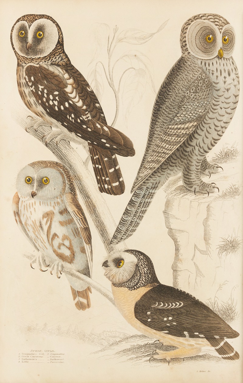 William MacGillivray - Owls