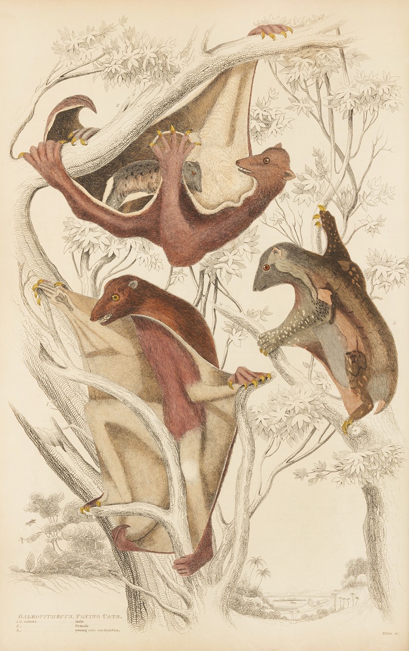 William MacGillivray - Flying cats