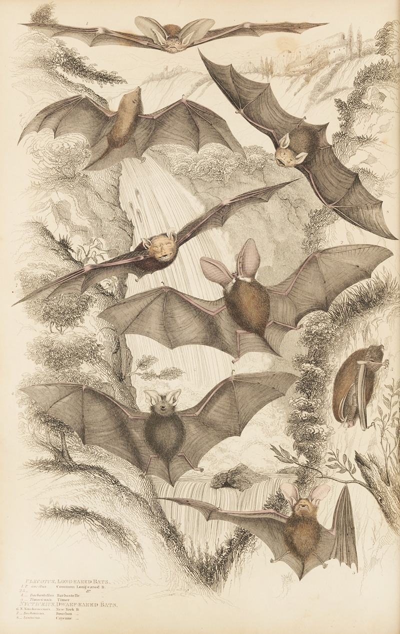 William MacGillivray - Long-eared bats