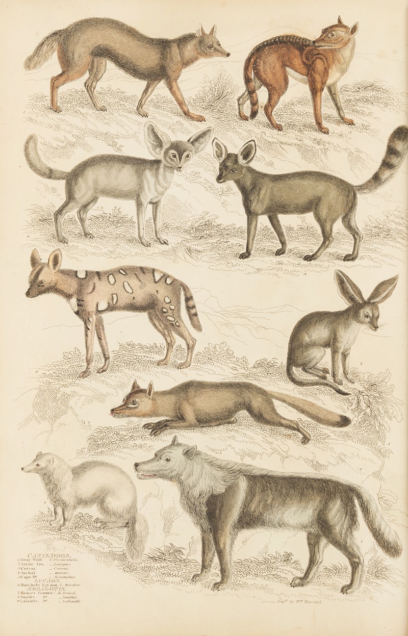 William MacGillivray - Dogs