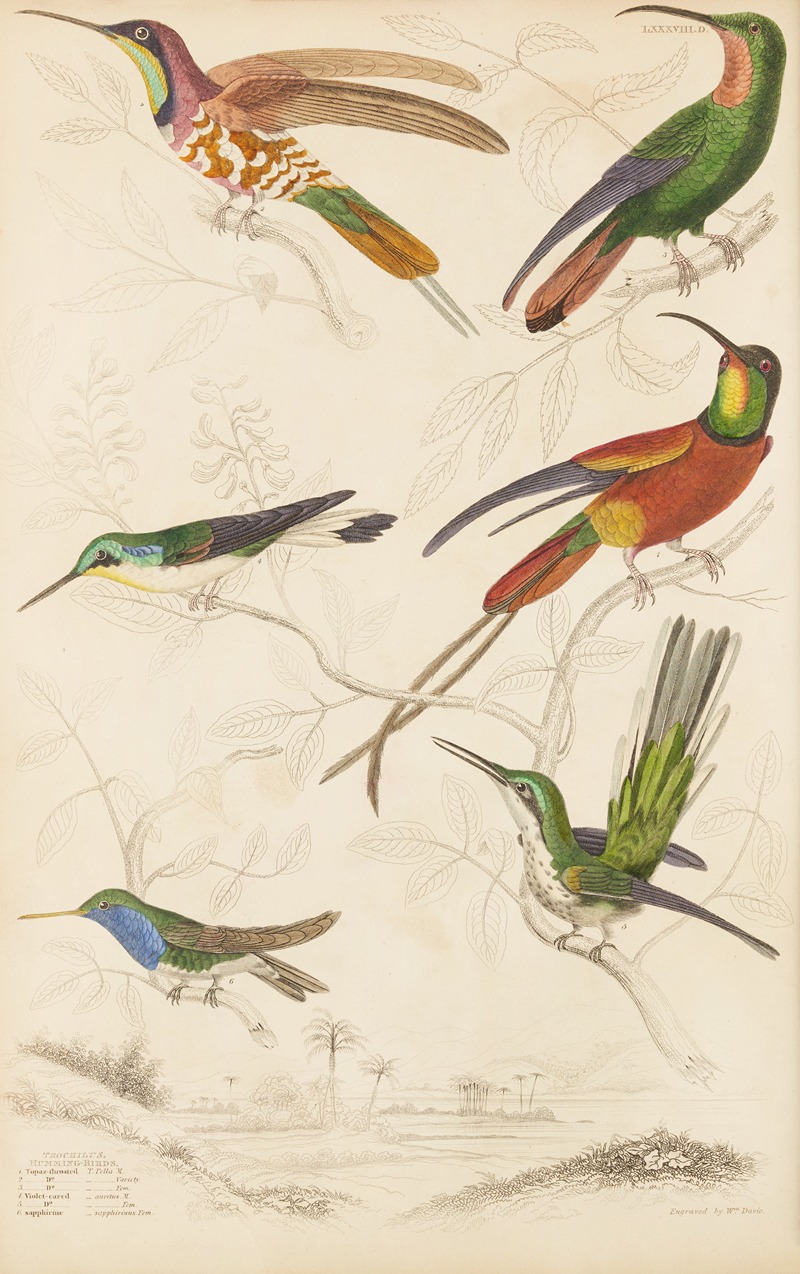 William MacGillivray - Humming birds