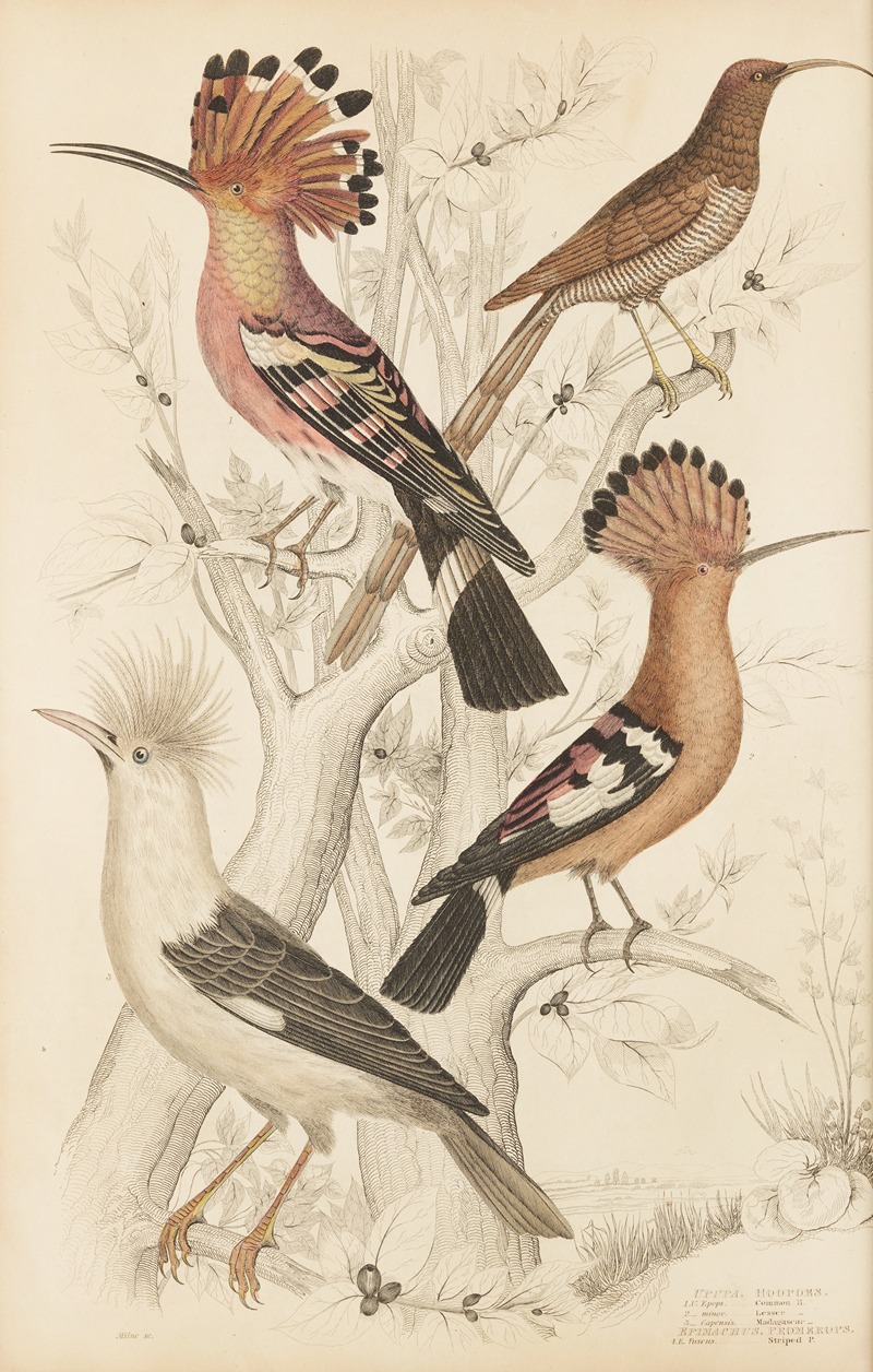 William MacGillivray - Hoopoes