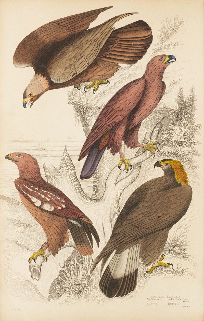 William MacGillivray - Eagles