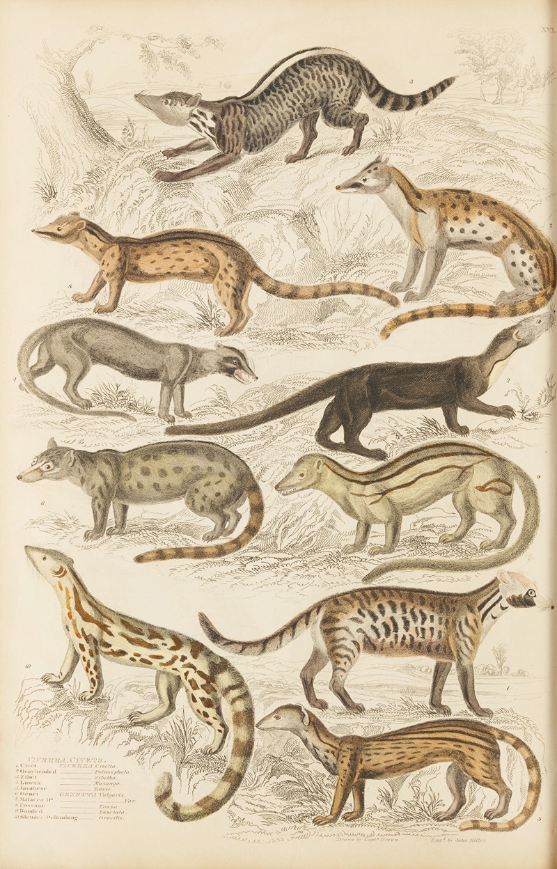 William MacGillivray - Civets