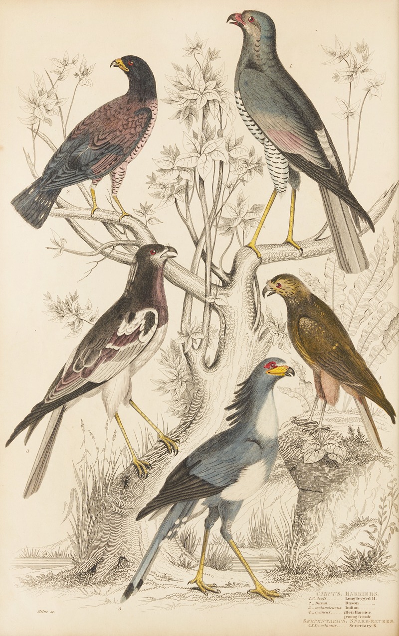 William MacGillivray - Harriers