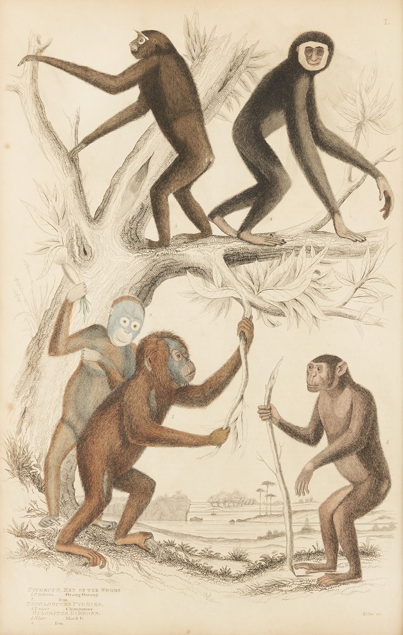 William MacGillivray - Men of the woods