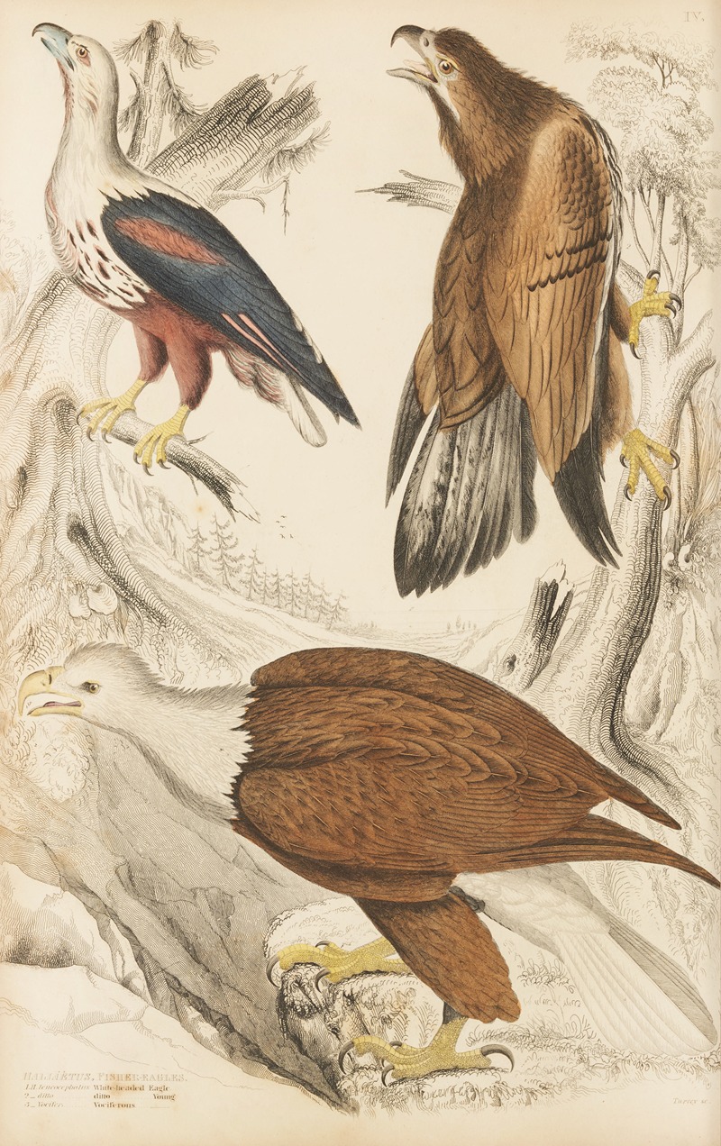 William MacGillivray - Eagles