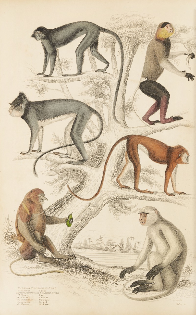 William MacGillivray - Proboscis Apes, Solemn Apes