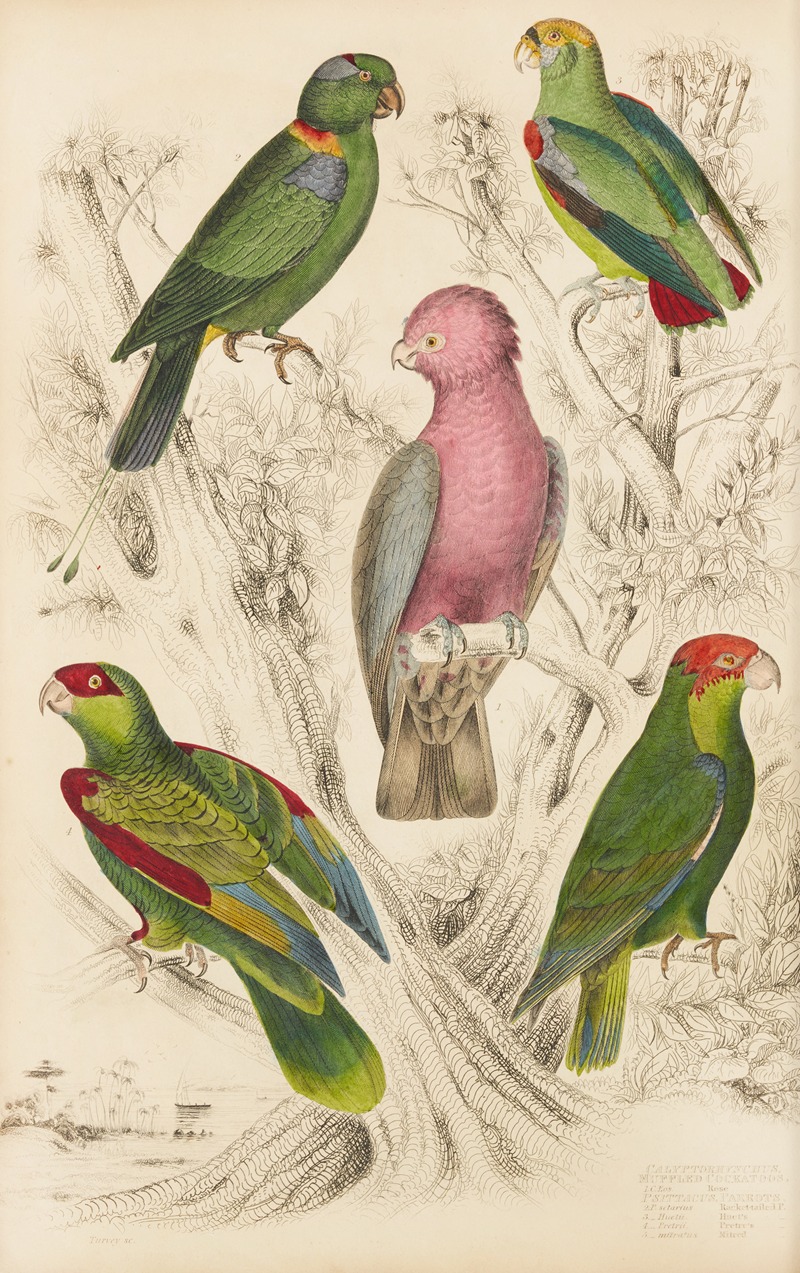 William MacGillivray - Muffled Cockatoos