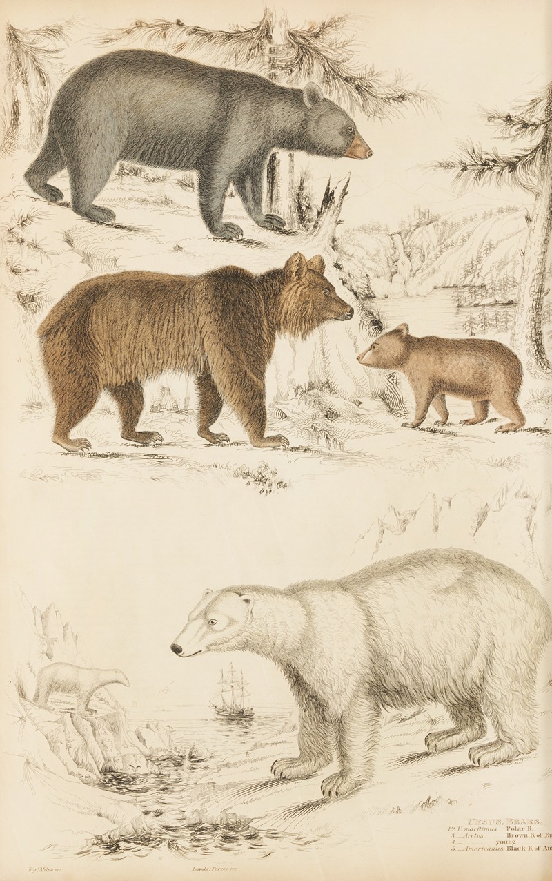 William MacGillivray - Bears