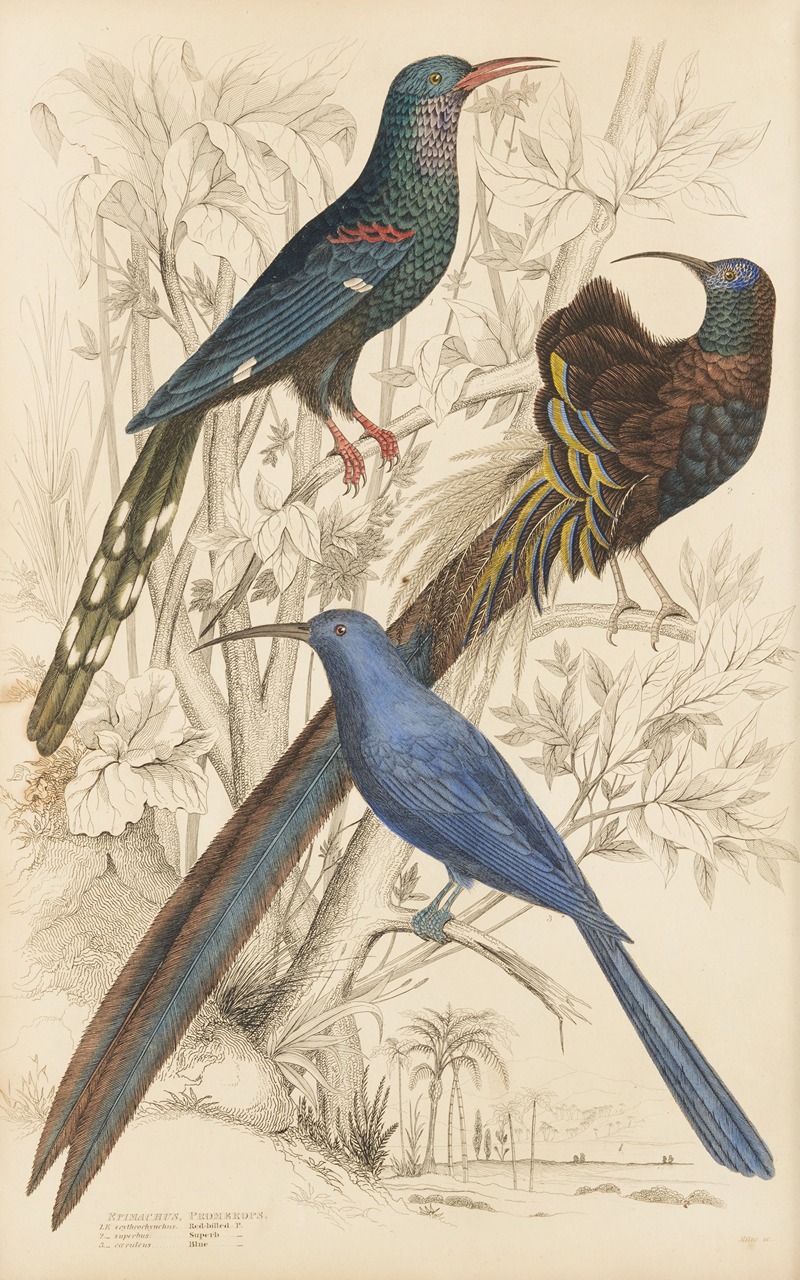 William MacGillivray - Promerops