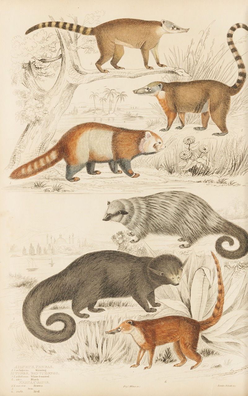 William MacGillivray - Pandas