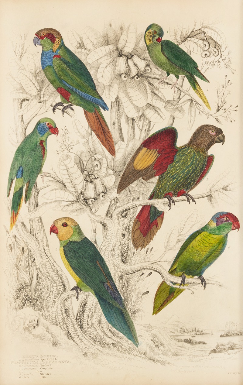 William MacGillivray - Lories, Parakeets