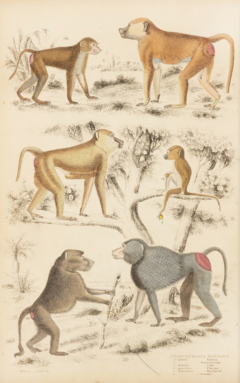William MacGillivray - Baboons