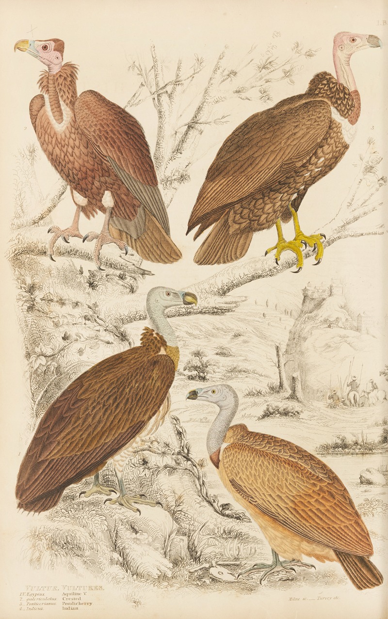 William MacGillivray - Vultures