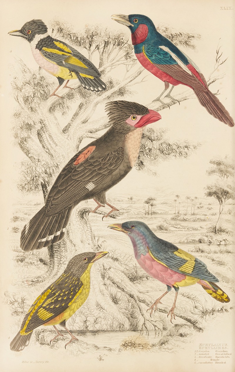 William MacGillivray - Eurylaimes