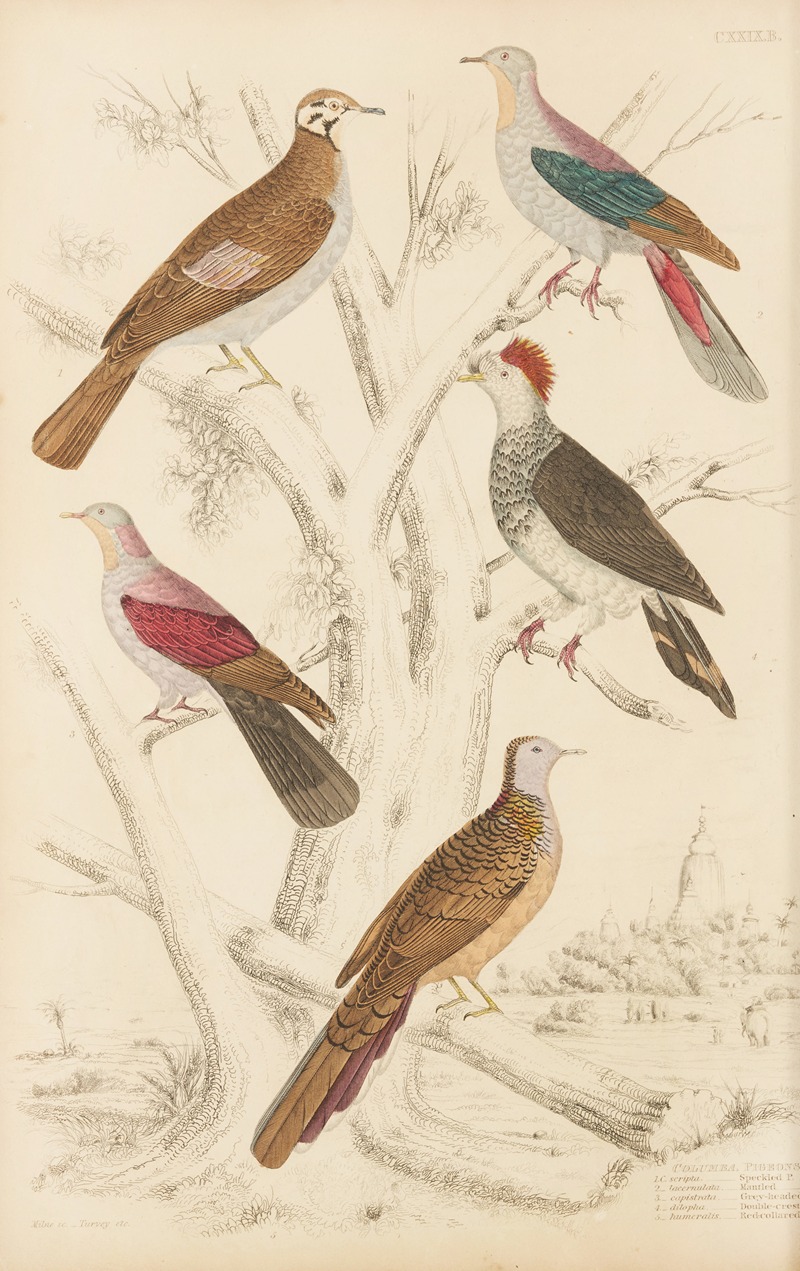 William MacGillivray - Pigeons