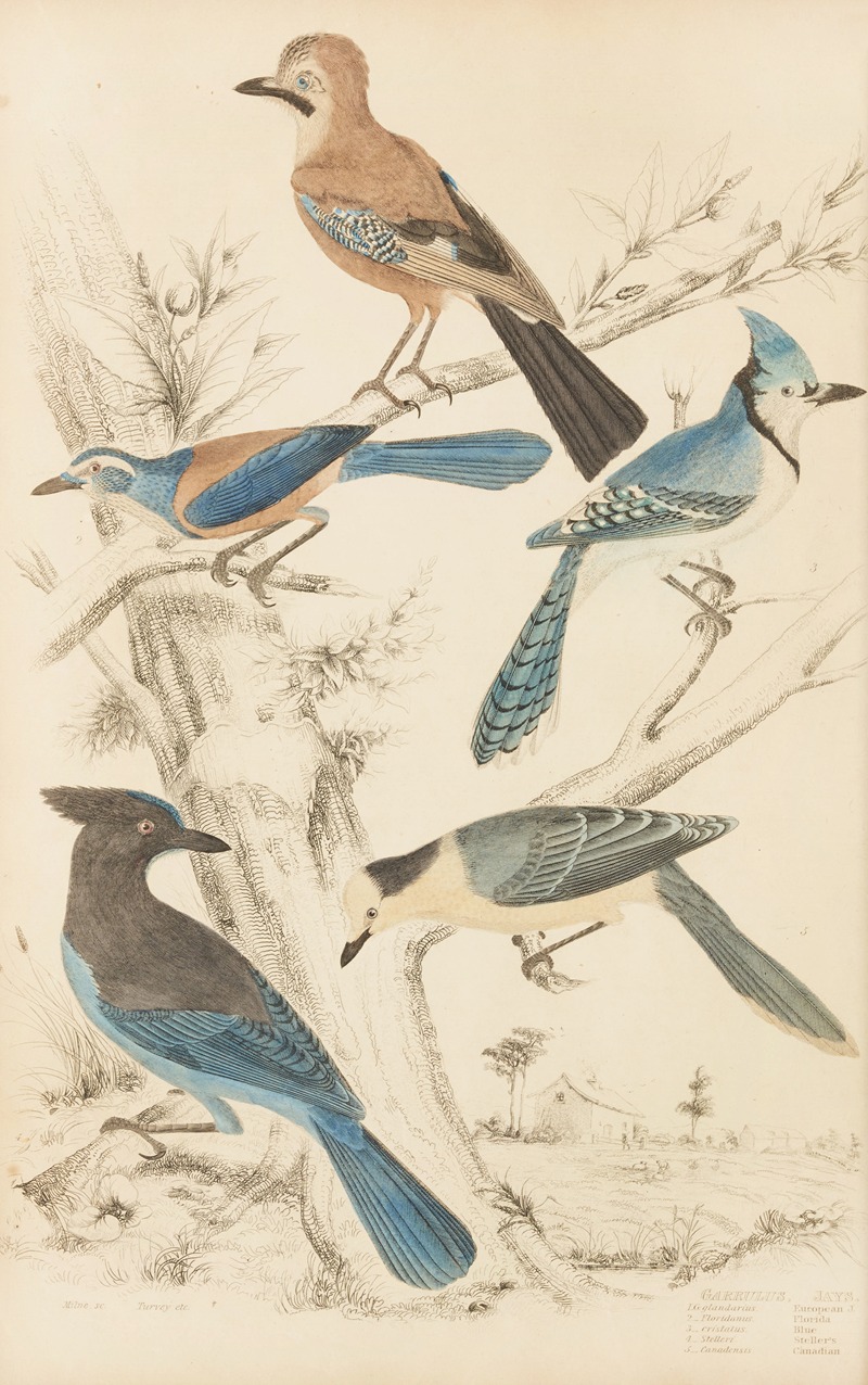 William MacGillivray - Jays