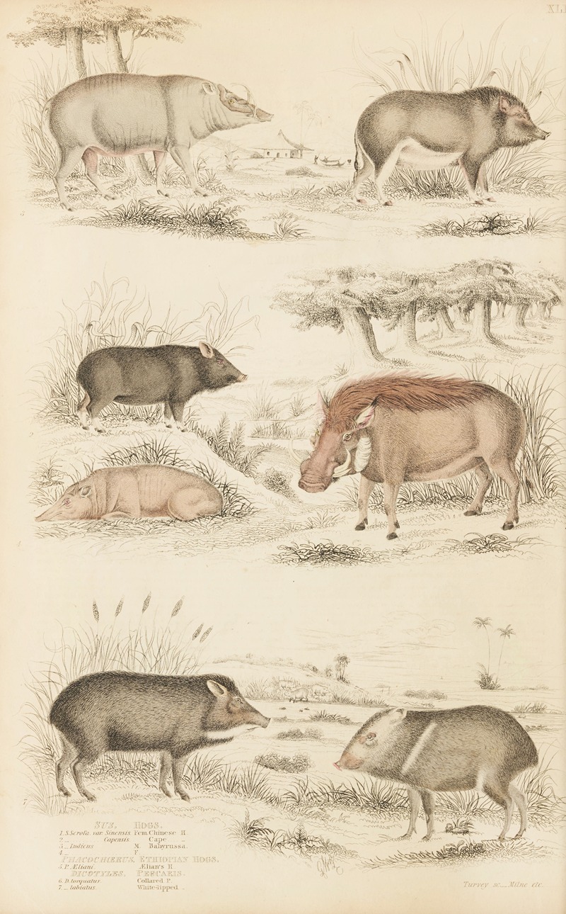 William MacGillivray - Hogs, Ethiopian Hogs, Peecaris