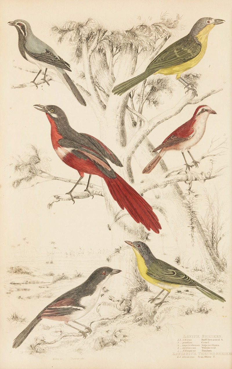 William MacGillivray - Shrikes, Thrush-Shrikes