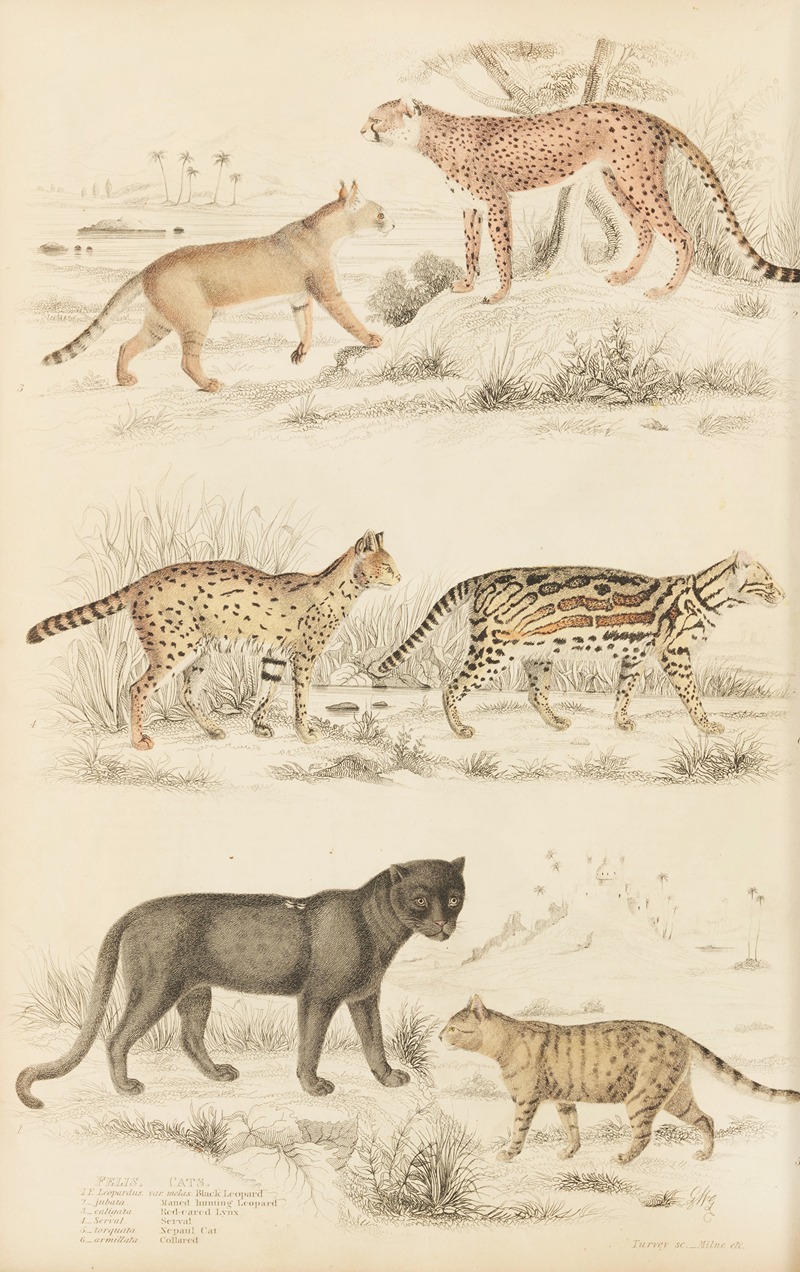 William MacGillivray - Cats