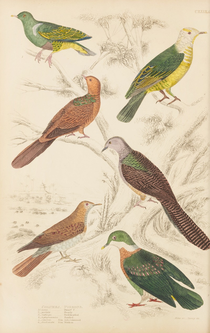 William MacGillivray - Pigeons