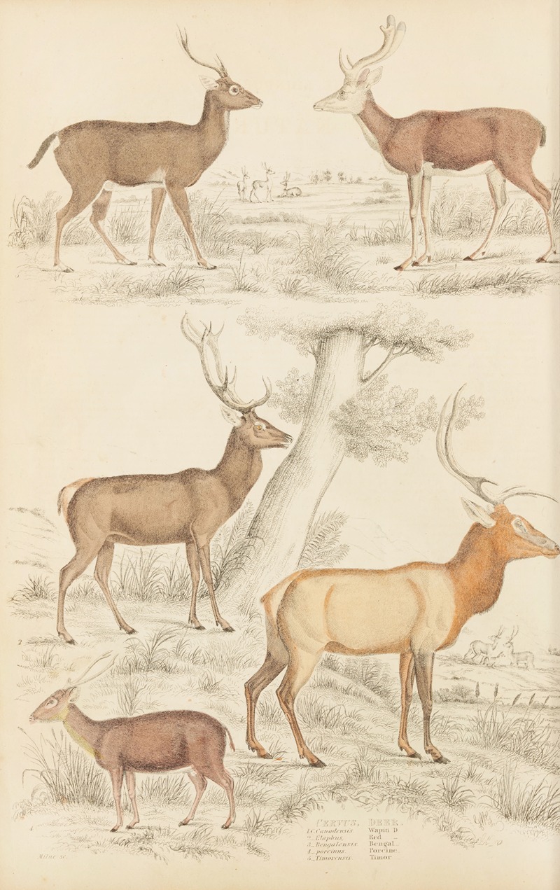 William MacGillivray - Deer