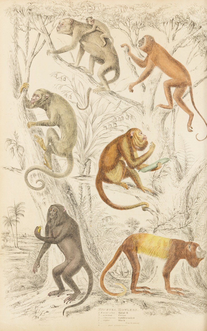 William MacGillivray - Howlers