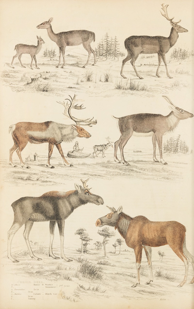 William MacGillivray - Deer