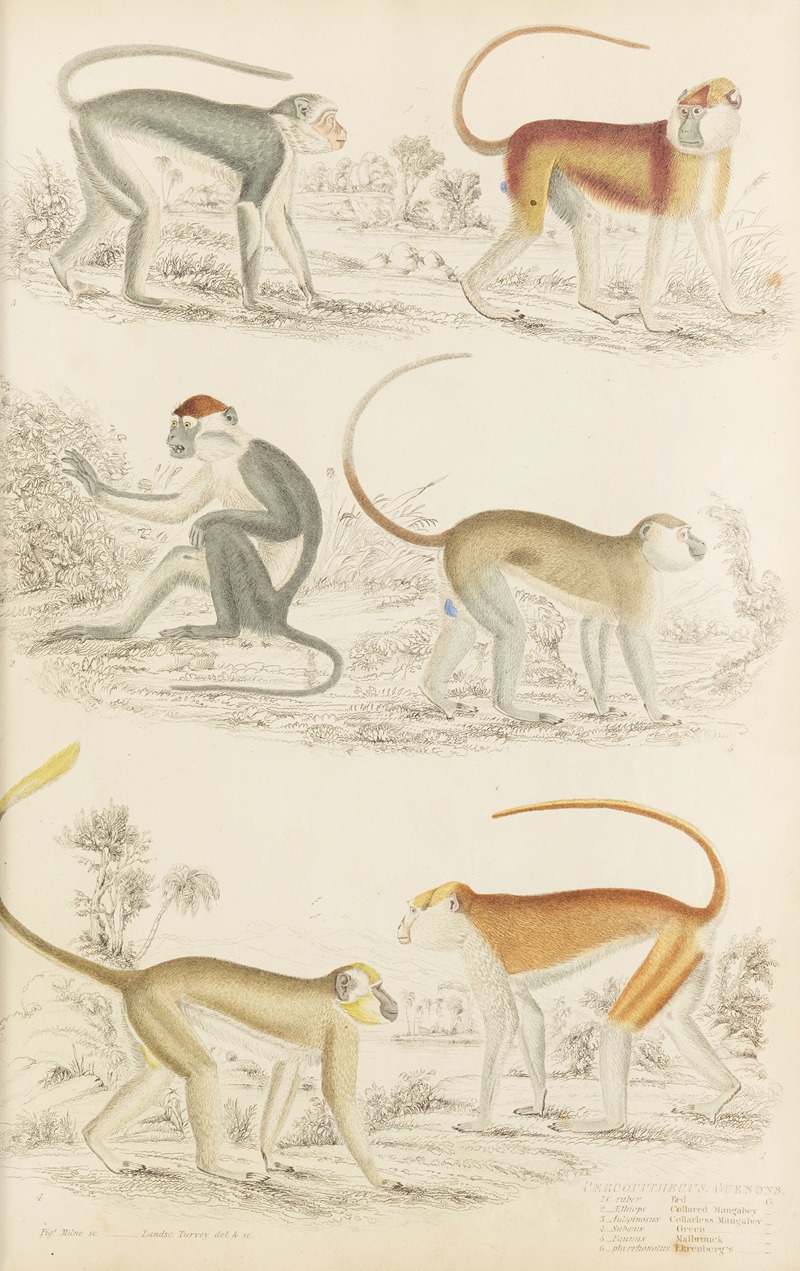 William MacGillivray - Guenons