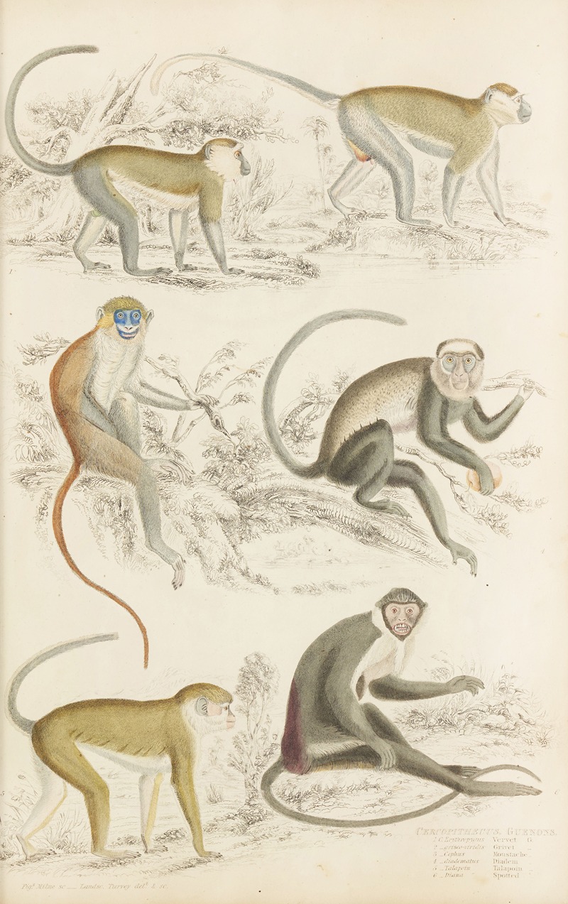 William MacGillivray - Guenons