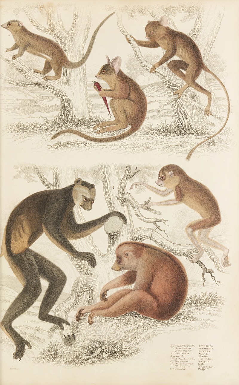 William MacGillivray - Indris, Loris, Galago, Tarsier