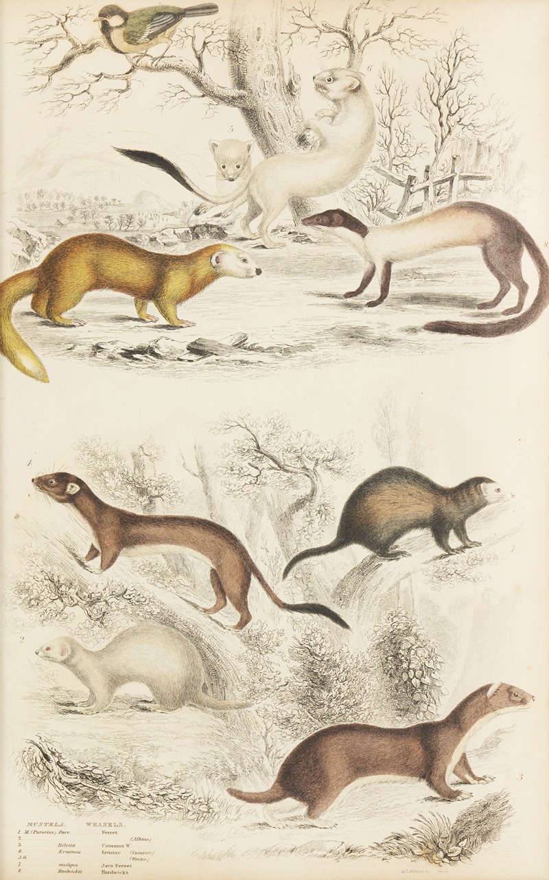 William MacGillivray - Weasels