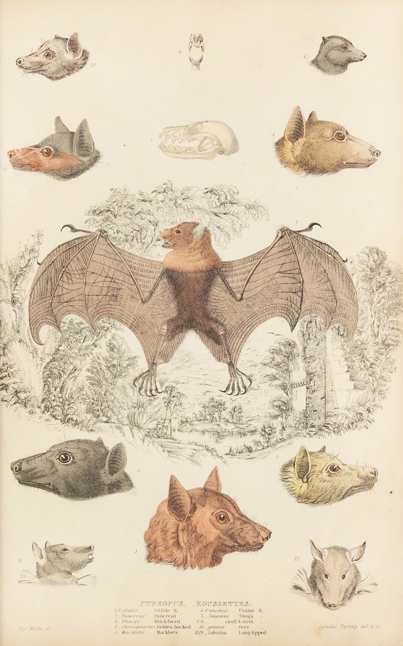 William MacGillivray - Roussettes