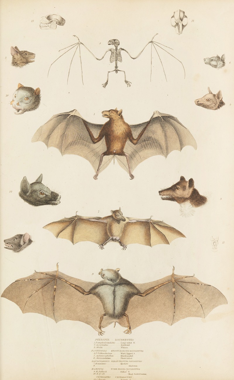 William MacGillivray - Roussettes