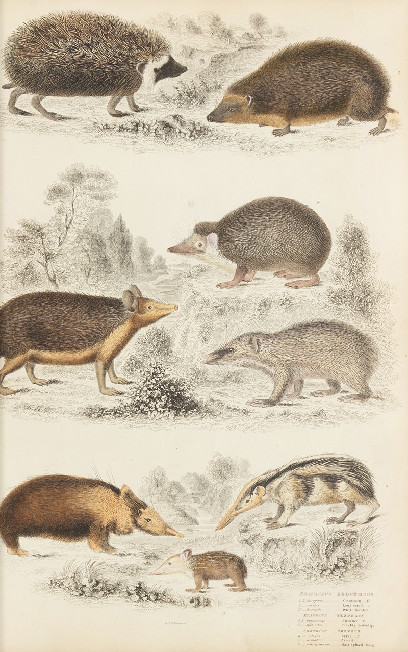 William MacGillivray - Hedgehogs
