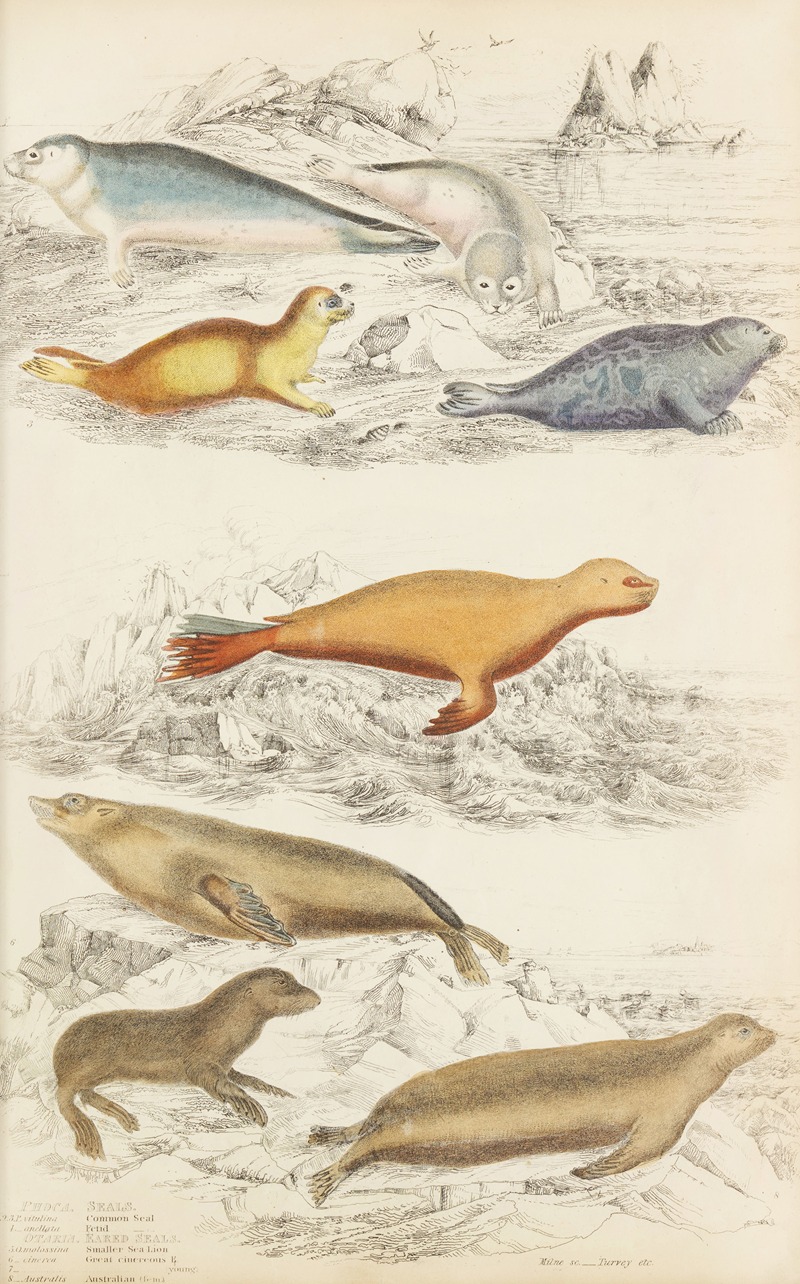 William MacGillivray - Seals