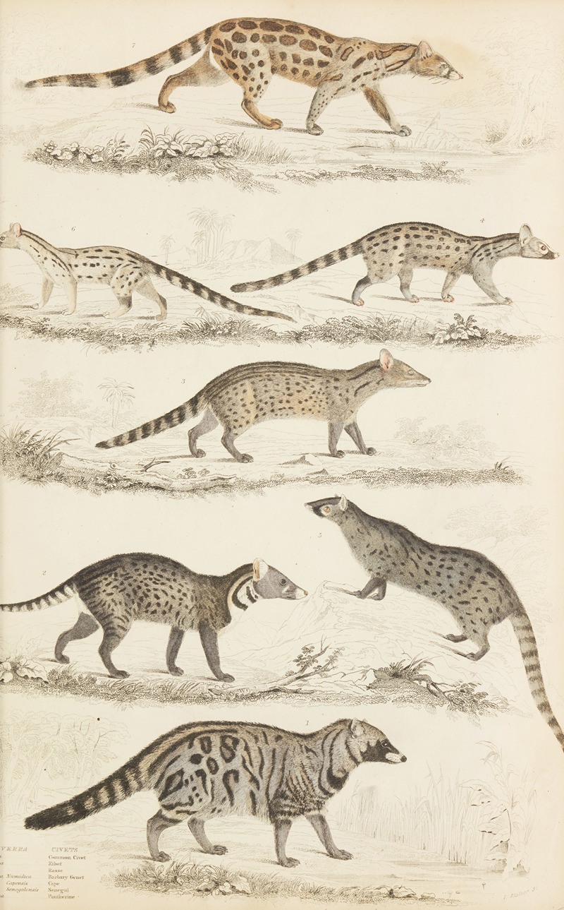 William MacGillivray - Civets