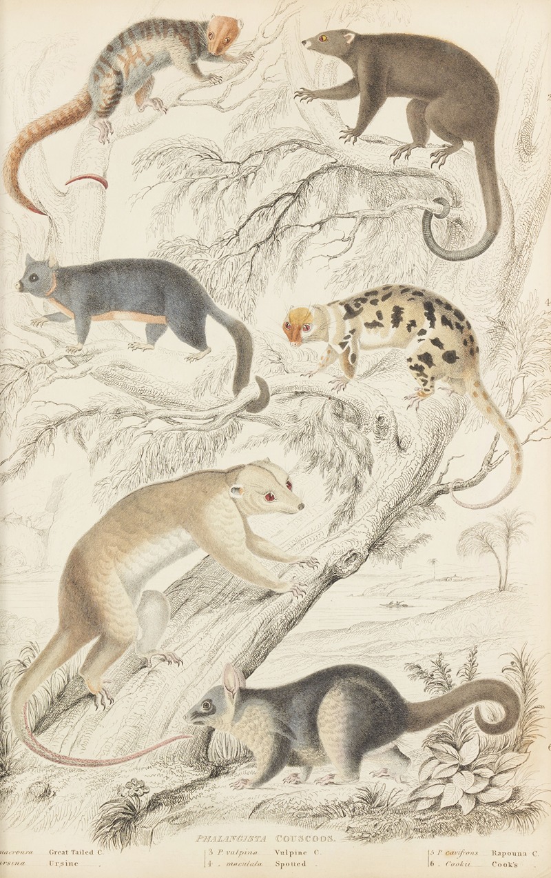 William MacGillivray - Couscoos